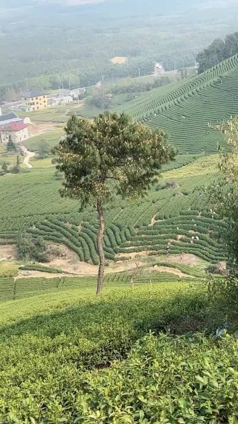 2024明前龙井茶，正宗茶农家新茶批发，浙江原产地绿茶