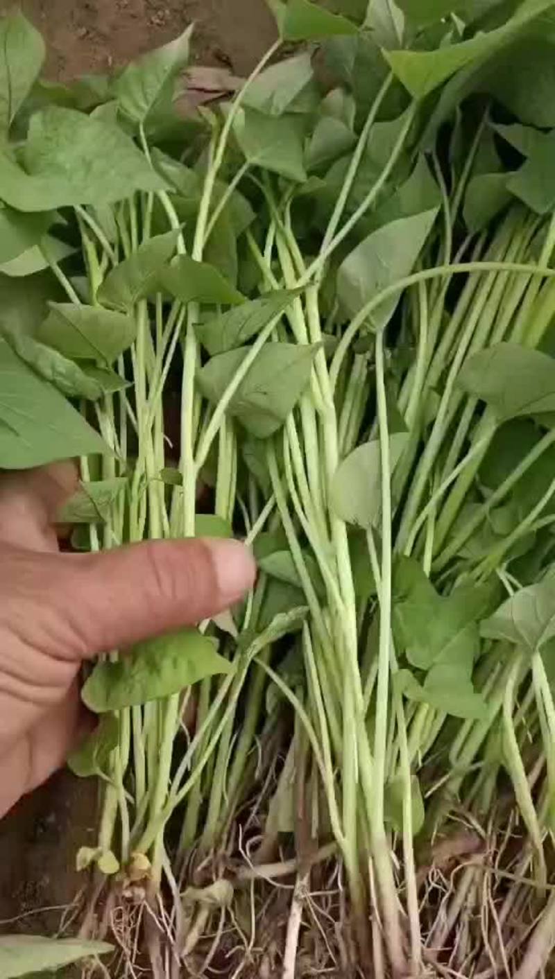 山东精品红薯苗，成活率高，货量充足，品质好