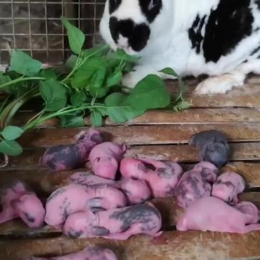 彩獭兔精品产的兔子多一月一窝我窝产8到12只