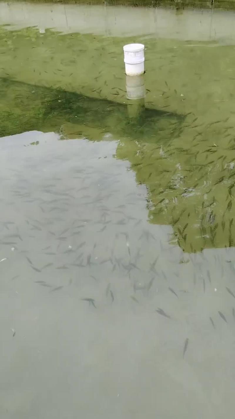 泉水鱼溪石斑