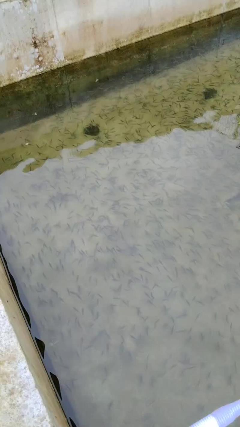 泉水鱼溪石斑