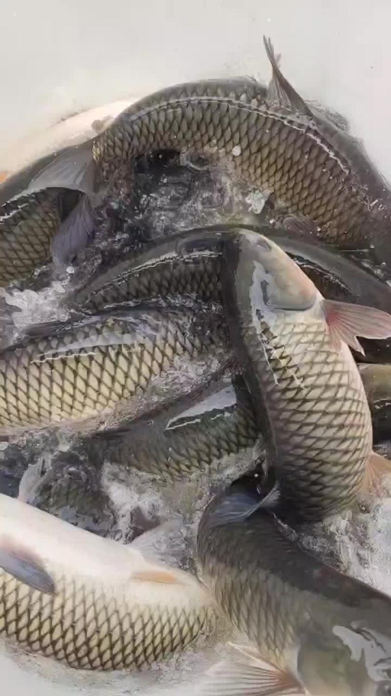 淡水鲜活鱼