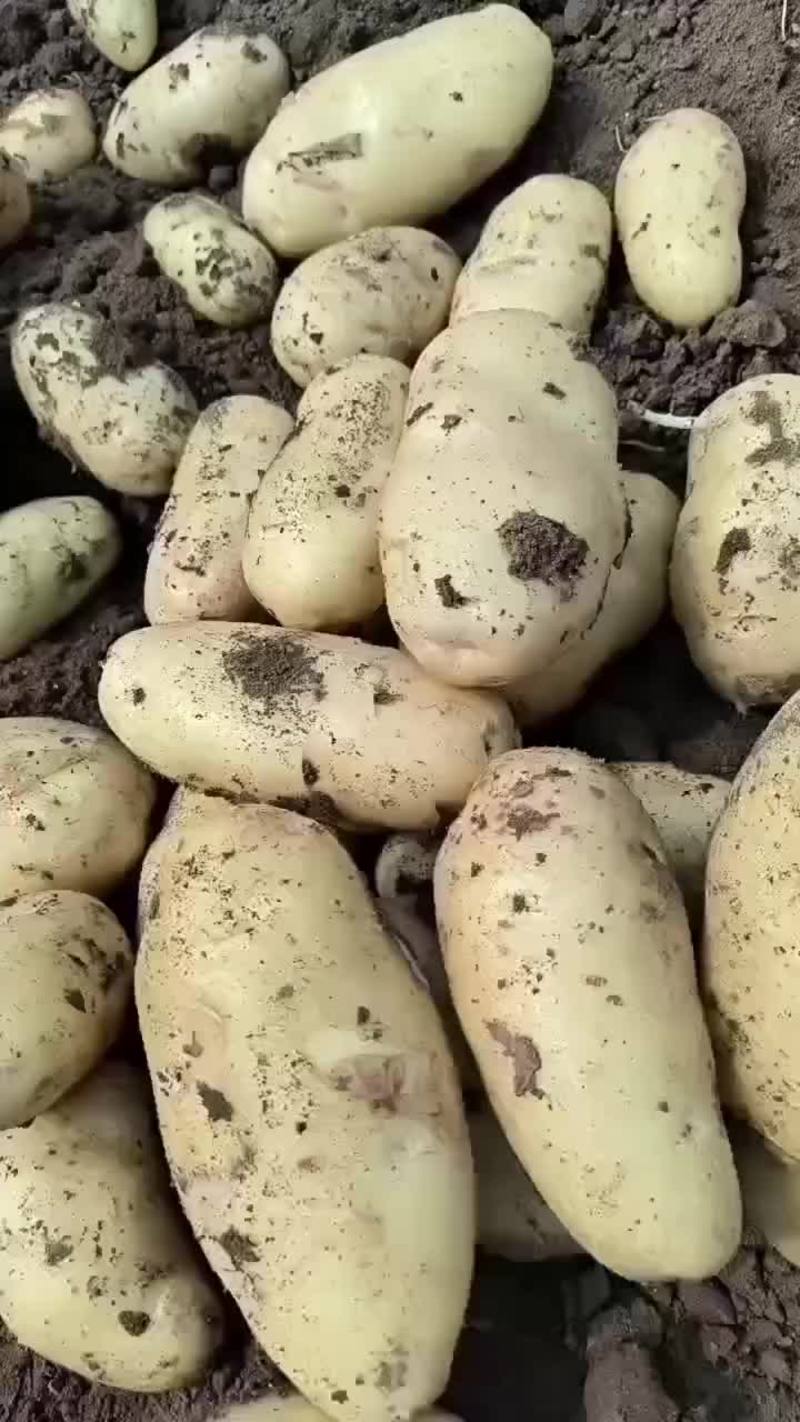 优质黄心土豆
