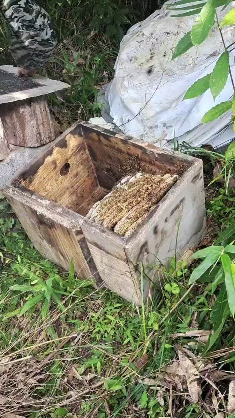 野外大山土蜂蜜