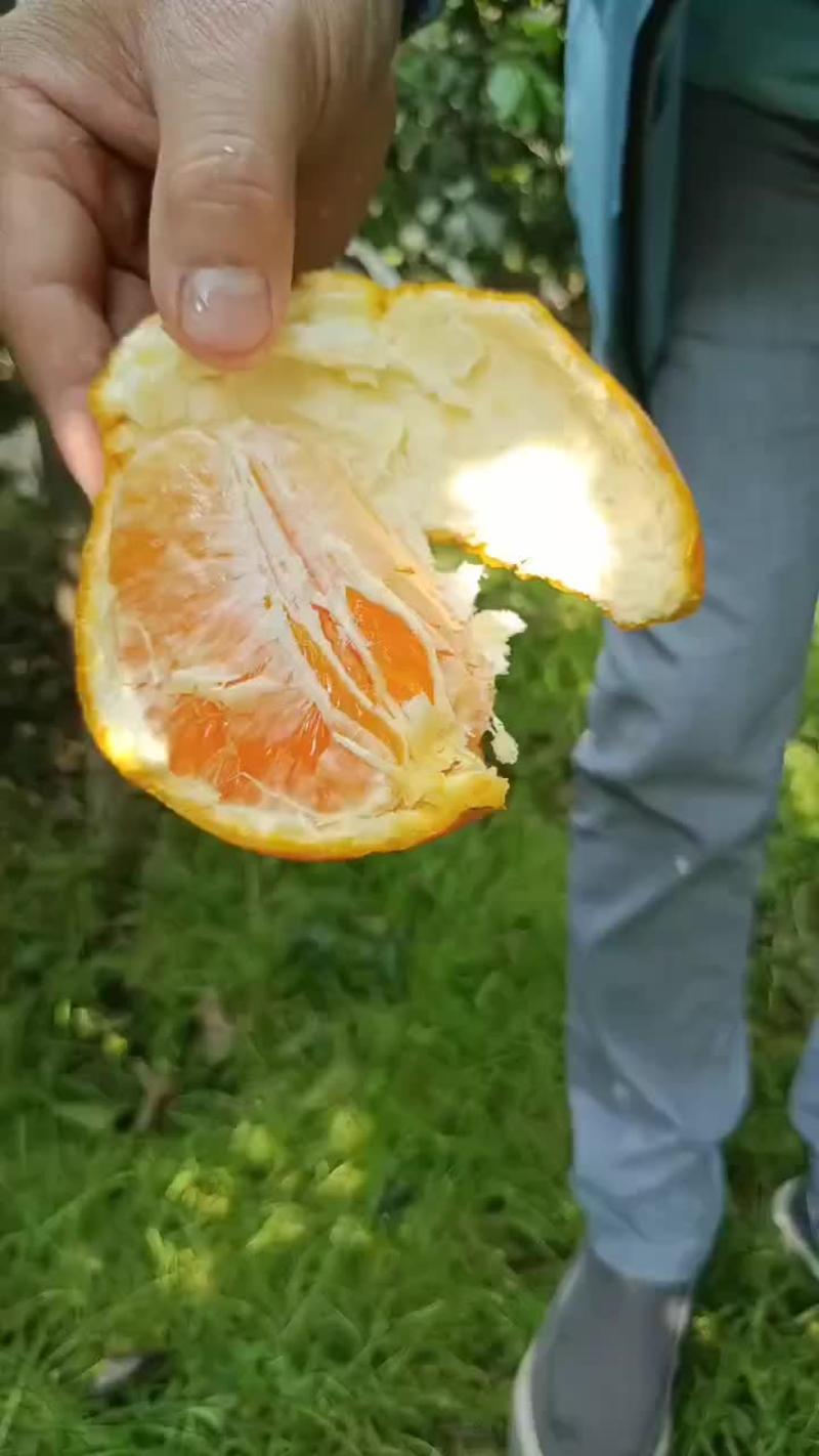 四川青见果冻橙，24年新果上市，产地直发货源充足视频看货