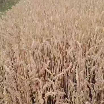 2024新鲜小麦30万斤