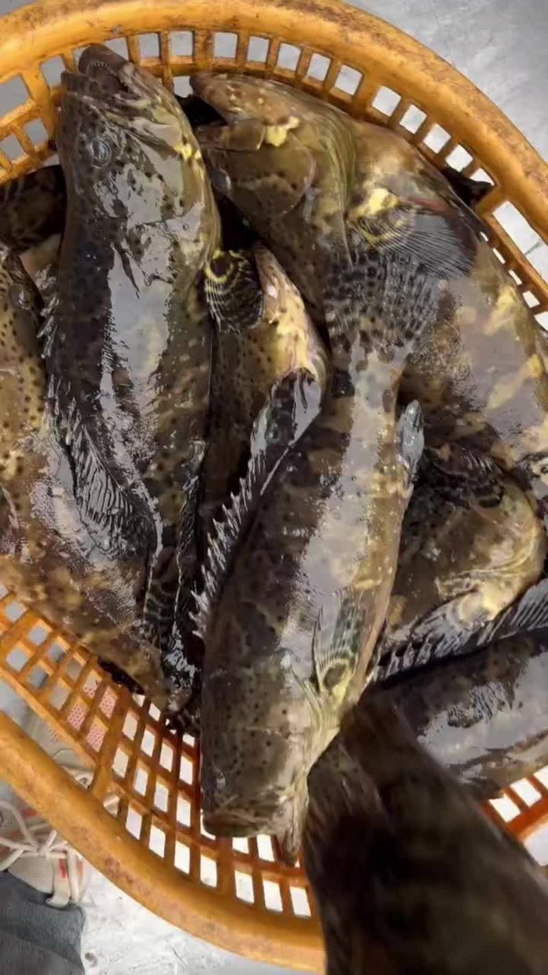 龙胆石斑鱼，自家货源，全规格有货，活鱼捕捞，礼盒