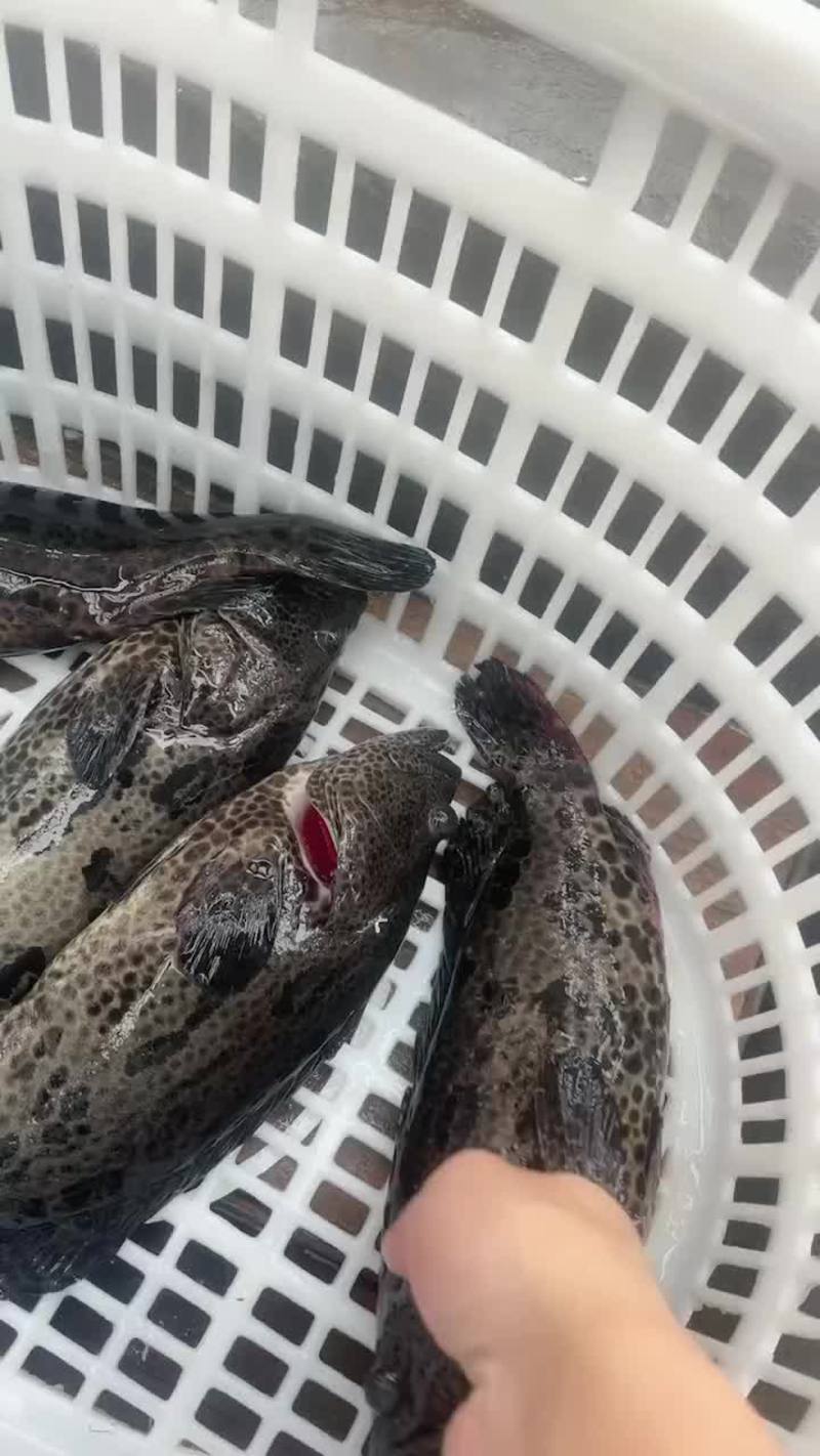 龙胆石斑鱼，自家货源，全规格有货，活鱼捕捞，礼盒