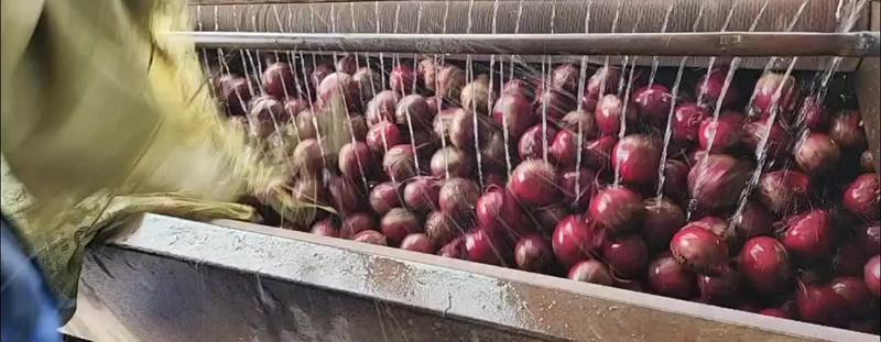 红甜菜基地产地直发全年现货供应市场加工厂脱水甜菜头