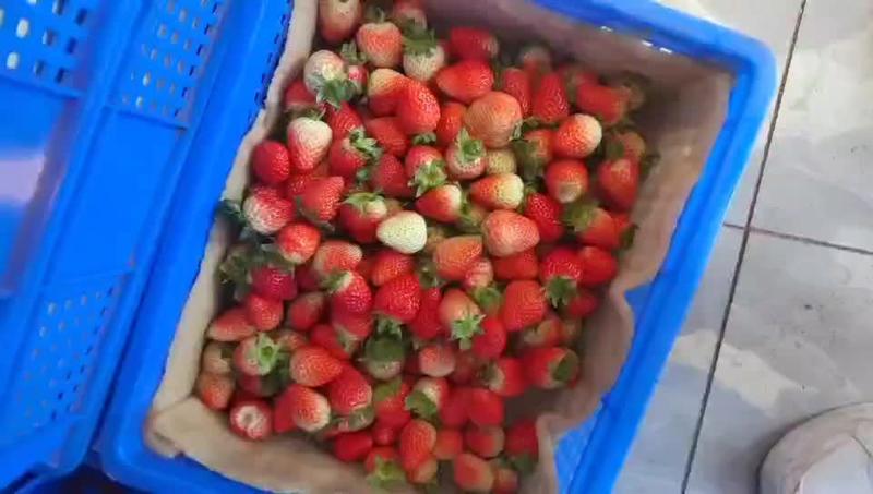 蒙特瑞草莓产地供应大量上市，欢迎电商批发商洽谈生意
