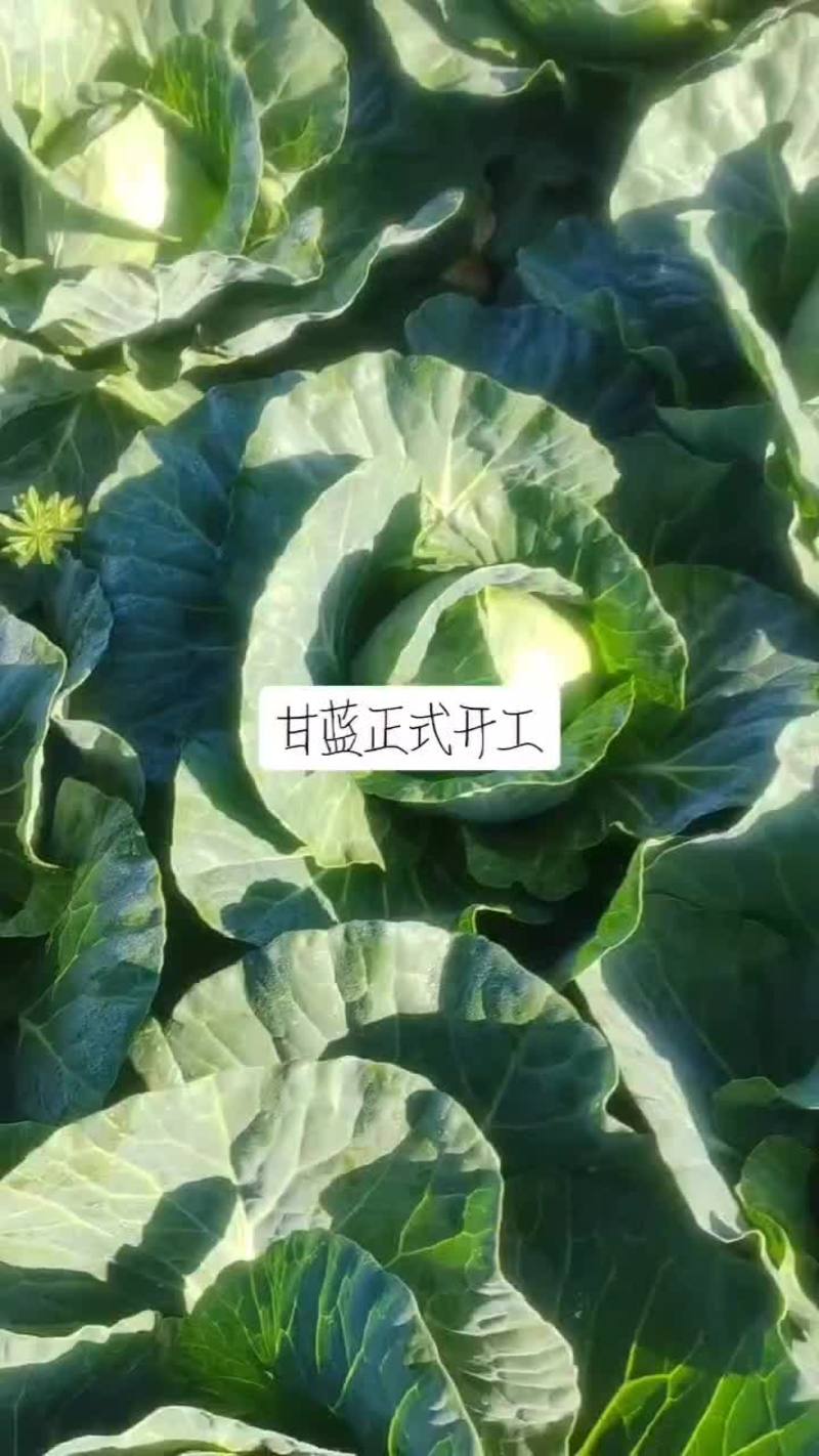 甘蓝包菜产地江苏南通启东价格优惠