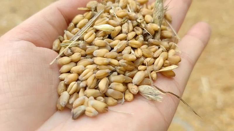 种植户出售小麦