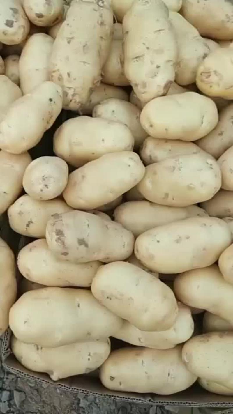 精品黄心土豆大量上市品质保证量大从优一手货源