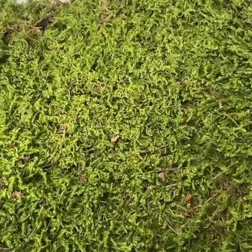 大灰苔藓苔藓公园绿化纯野生苔藓