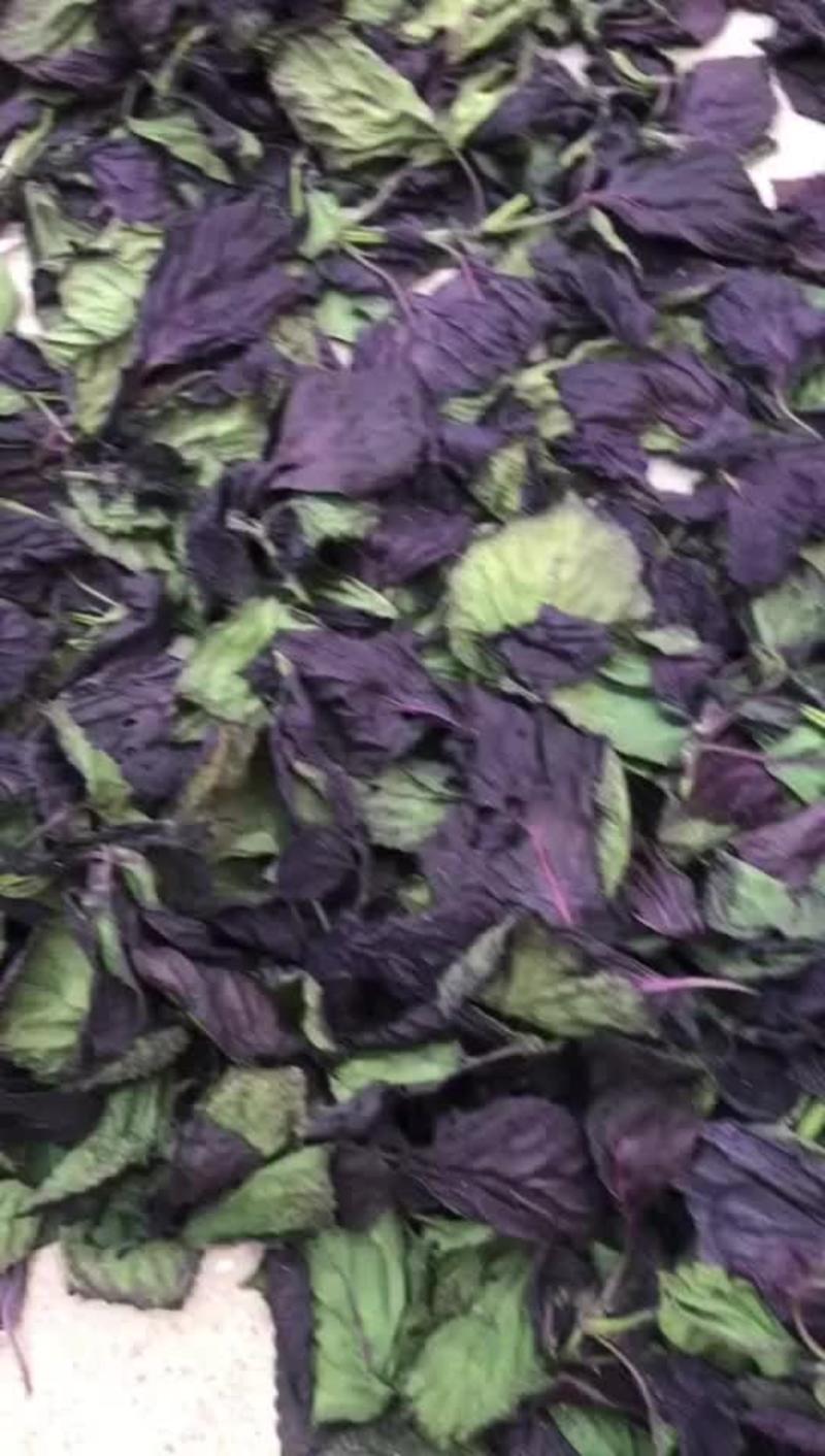 紫苏