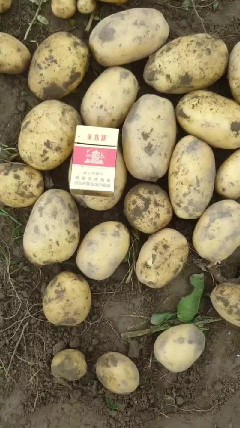 湖北沃土土豆，黄皮，品种多样质量保证价格美丽欢迎合作