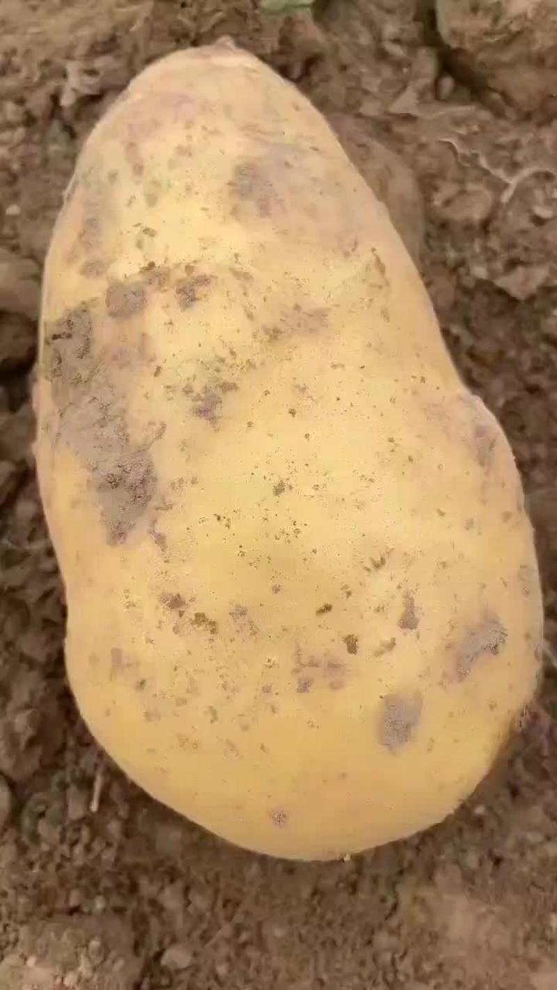 湖北沃土土豆，黄皮，品种多样质量保证价格美丽欢迎合作