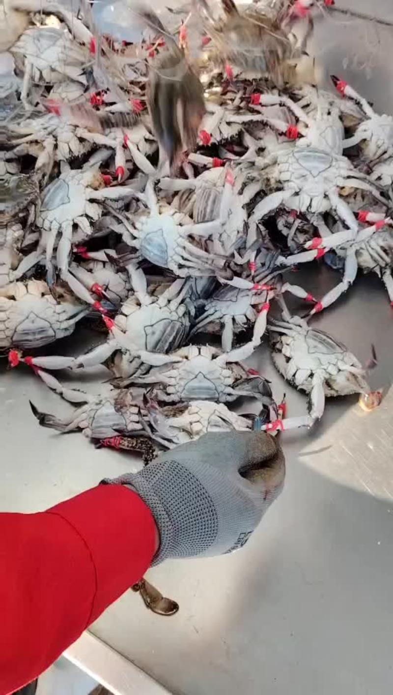 新鲜活梭子蟹