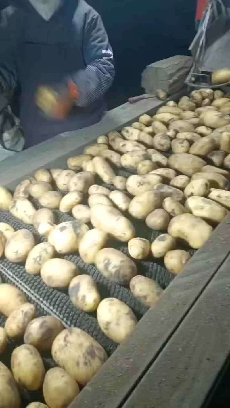 河南夏季土豆，个头大，薯形好，边贸，商超，电商货，全都有