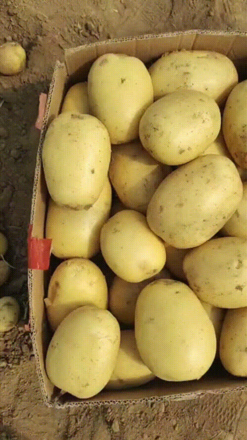 精品黄心新土豆，沃土5号实验一大量上市，现挖现发质量保证