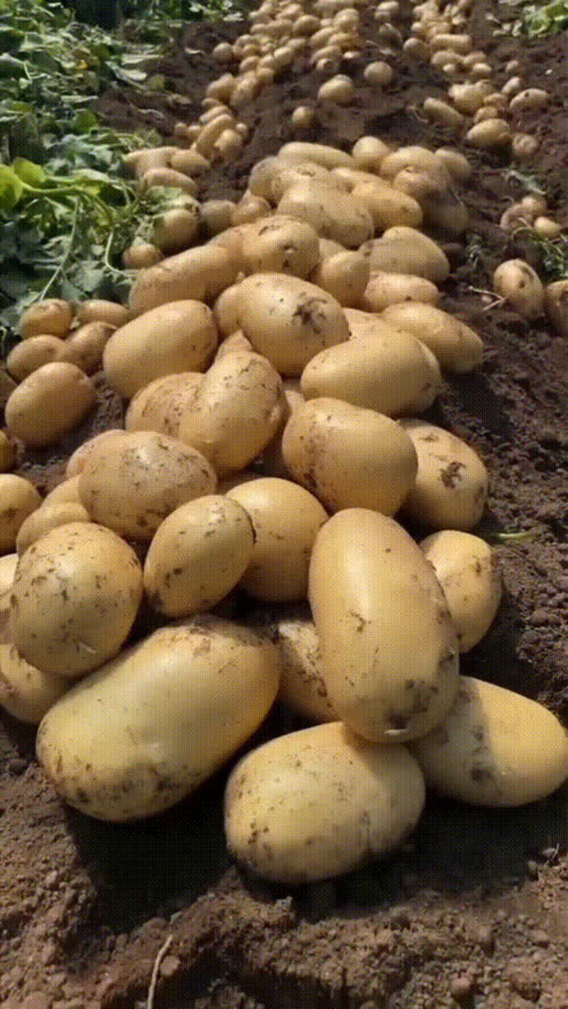 精品黄心新土豆，沃土5号实验一大量上市，现挖现发质量保证