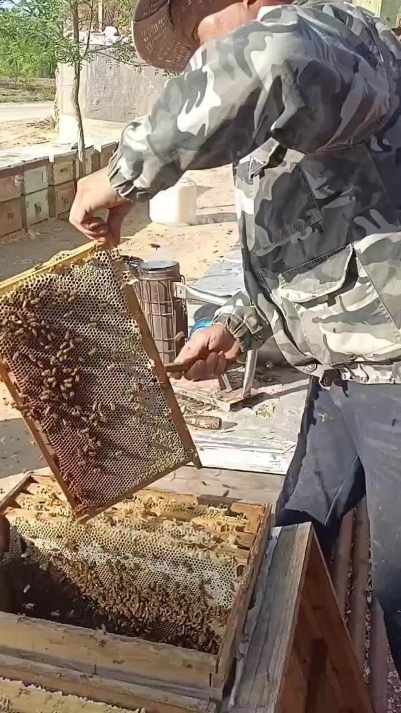 山西太行山土蜂蜜