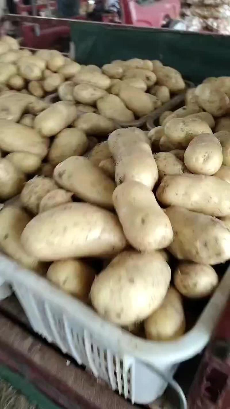 湖北实验一土豆