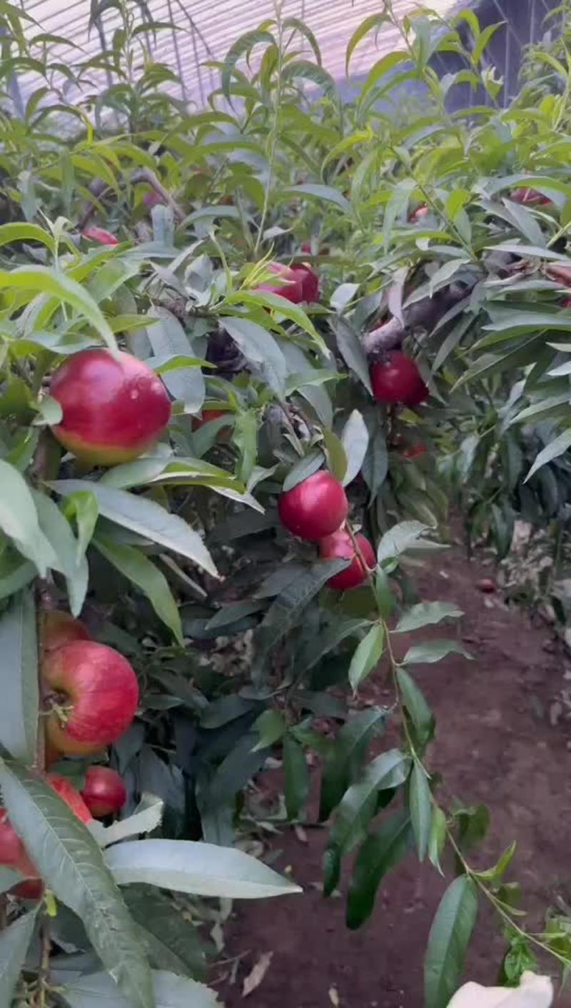 山东潍坊油桃又脆又甜产地直发保质保量供应全国