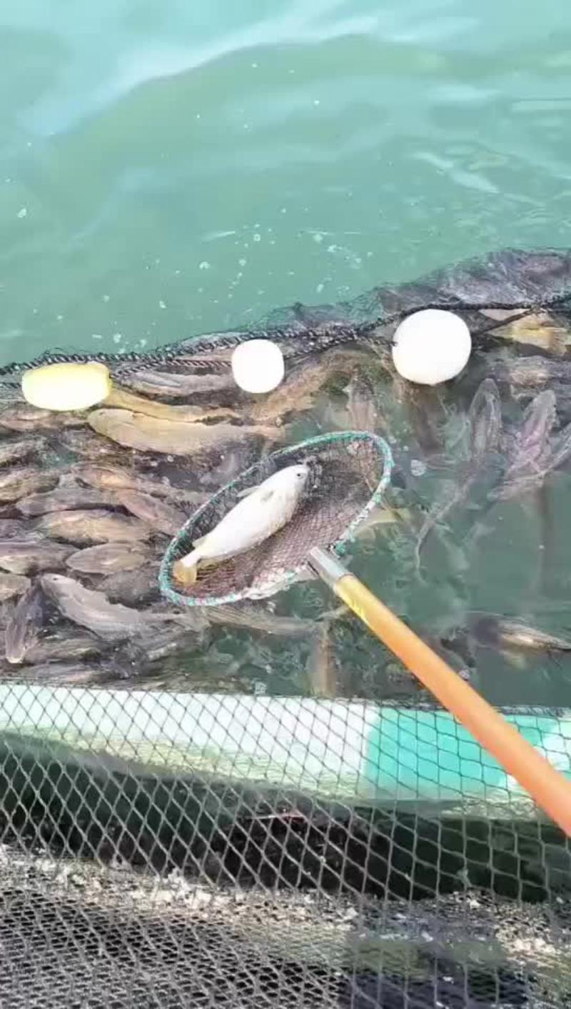 深海大黄鱼