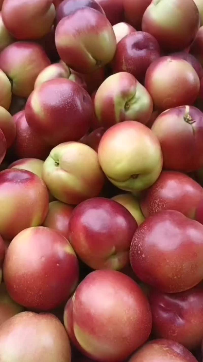曙光油桃大量有货，，口感脆甜，颜色好，个头大，欢迎全国各
