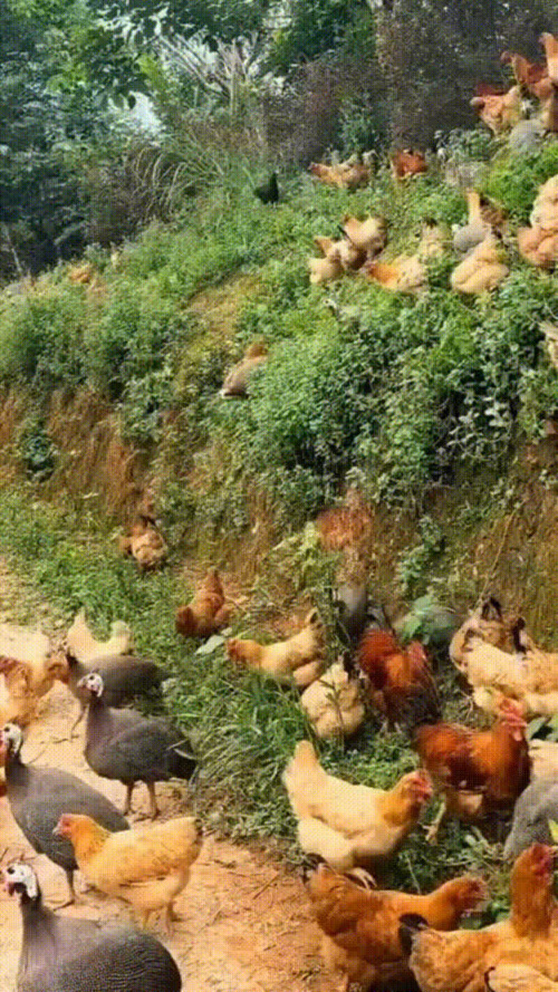 自家散养各种鸡
