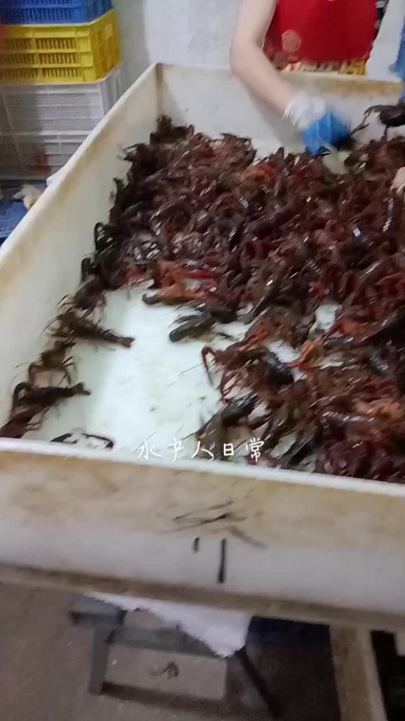鲜活小龙虾
