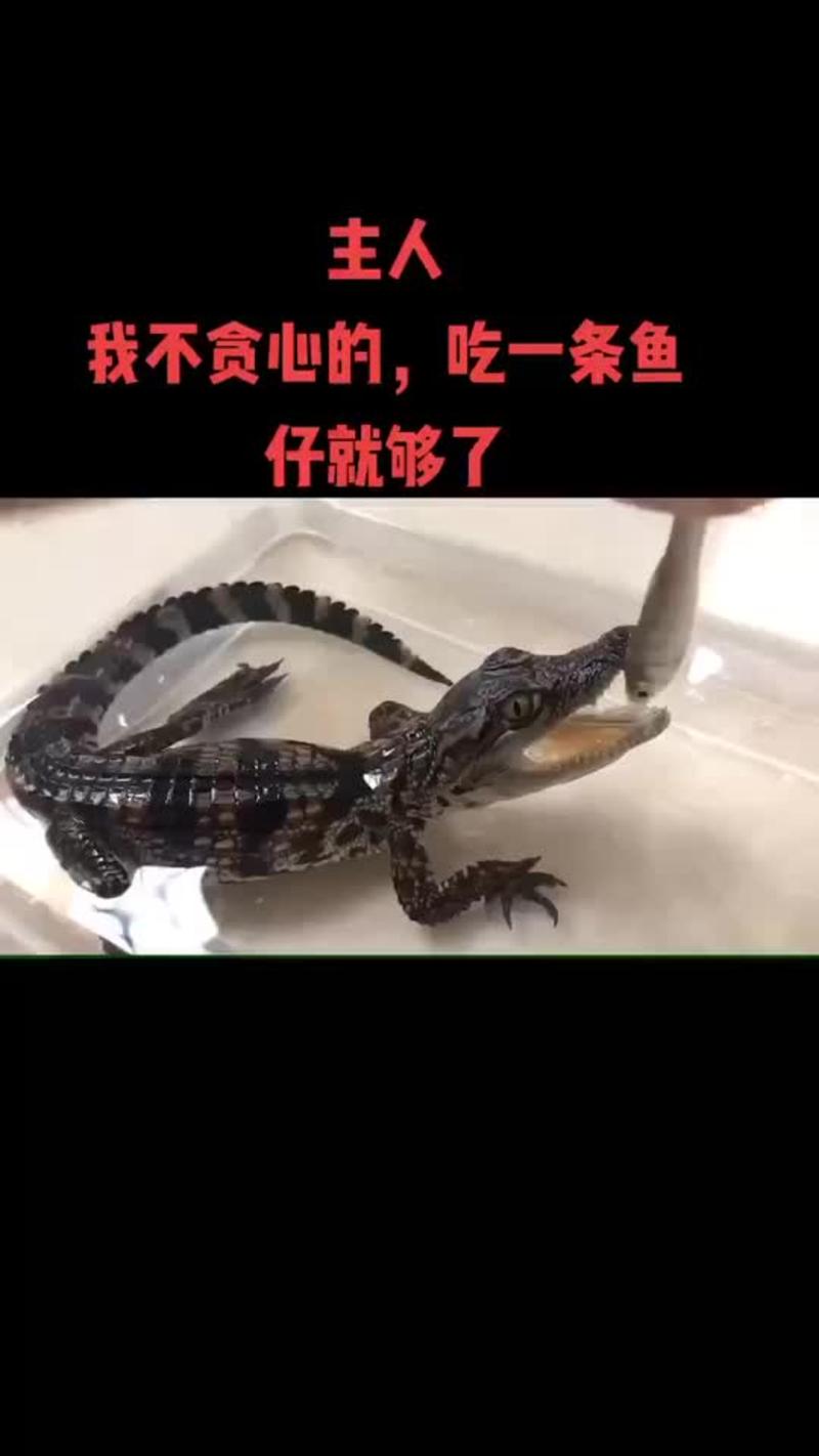 广东优质小鳄鱼苗养殖基地宠物鳄鱼苗包邮到家鳄鱼