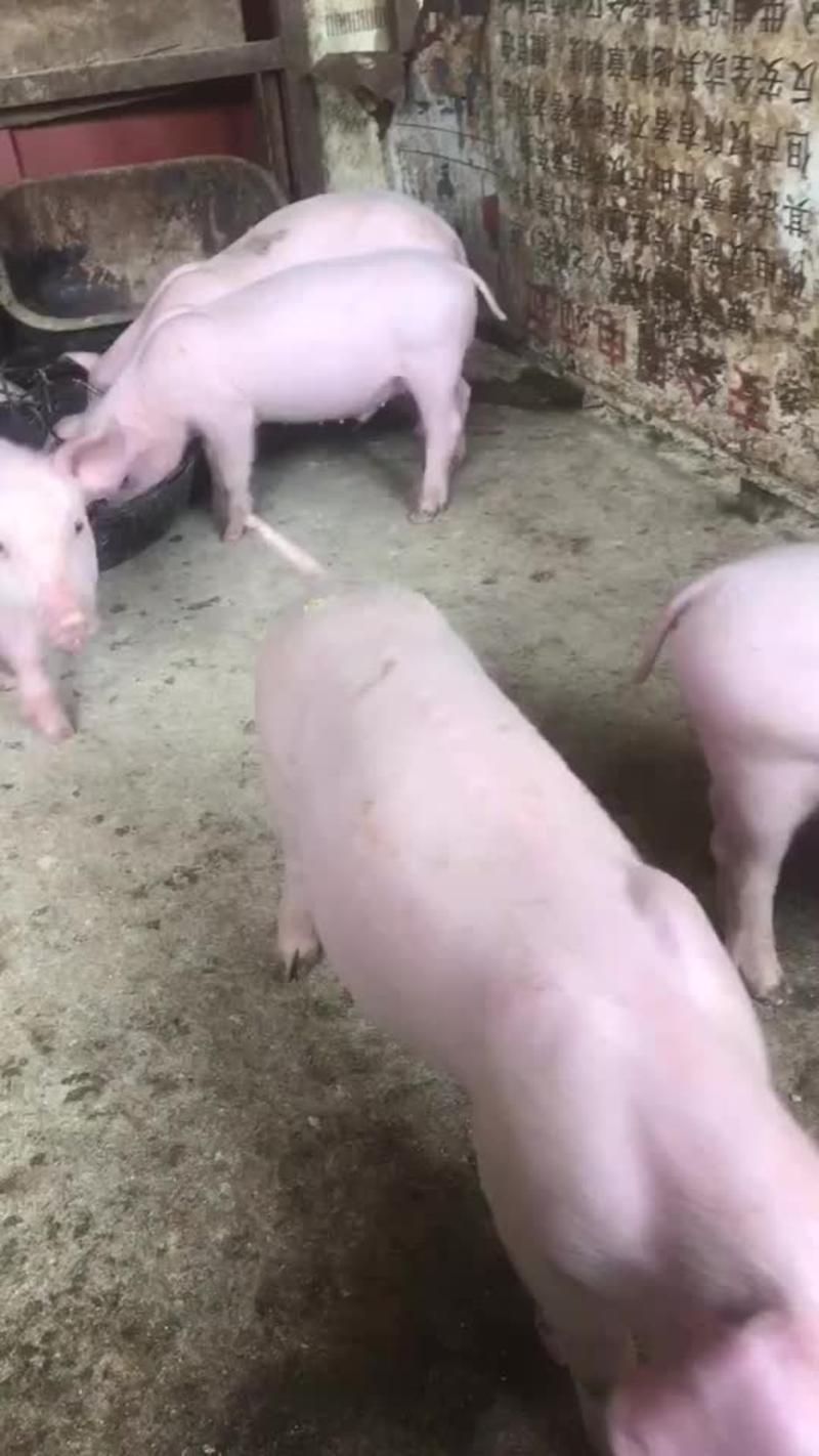 小猪出售杜洛克三元大白长白生猪各种品种猪