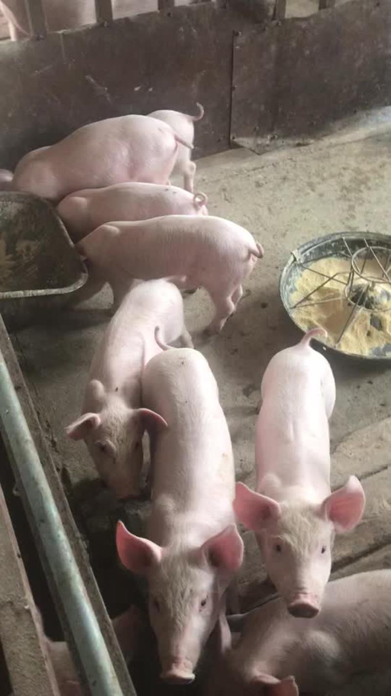 小猪出售杜洛克三元大白长白生猪各种品种猪