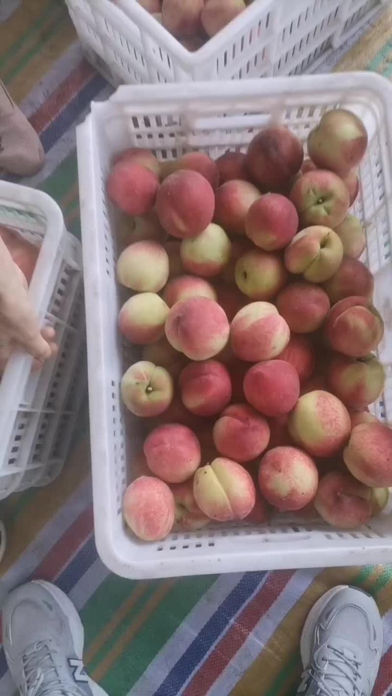 露天油桃毛桃水蜜桃开始了，支持全国发货