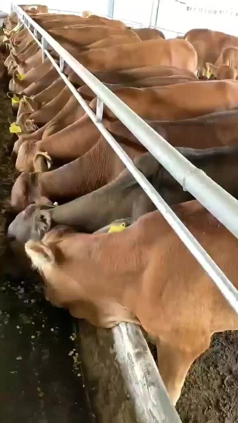 鲁西黄牛养殖场改良黄牛犊肉牛价格西门塔尔