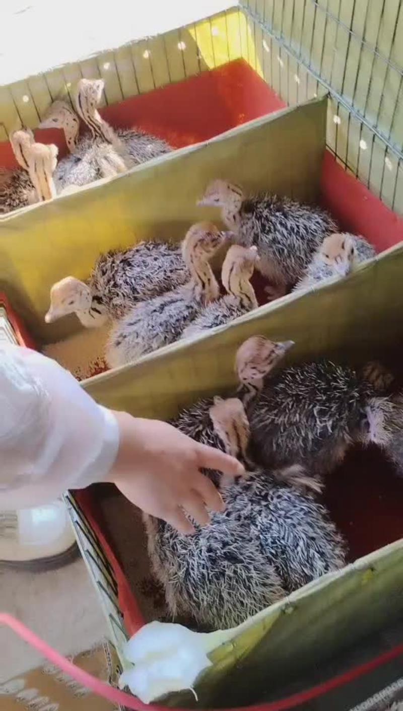 非洲鸵鸟苗1～4个月成活率高包售后提供养殖技术可视频看货