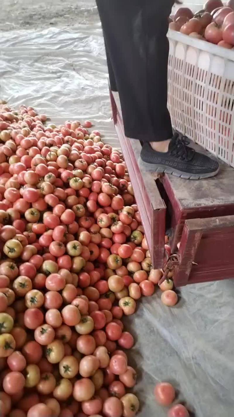 大量精品硬粉柿子