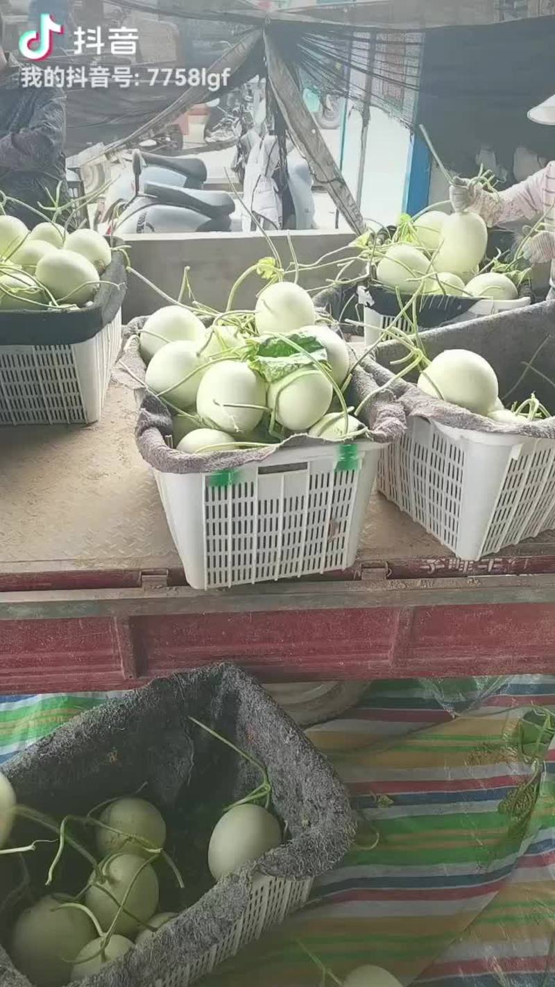 河南省安阳市滑县万亩瓜果蔬菜基地鲁厚甜大量上市中