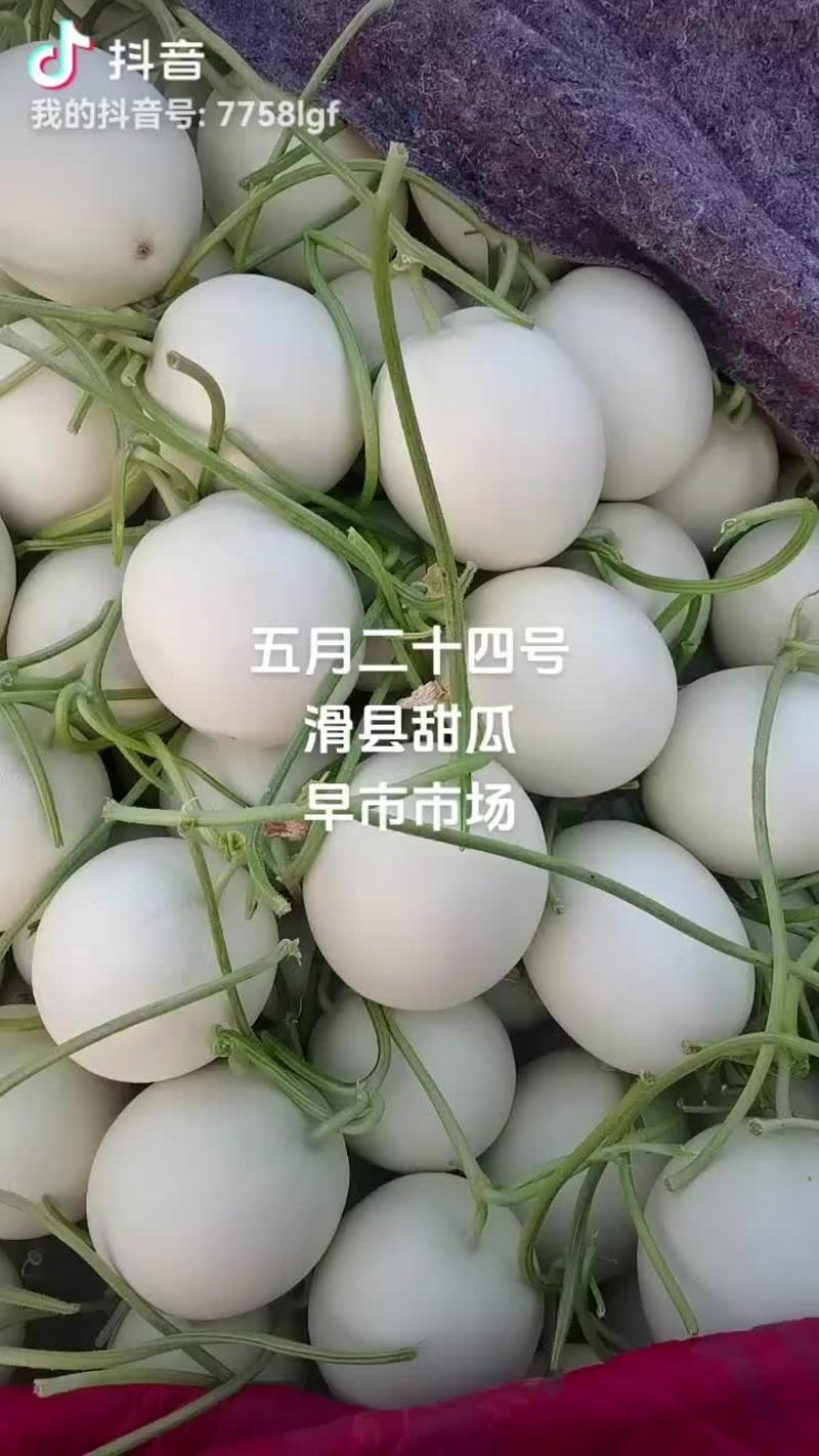 河南省安阳市滑县万亩瓜果蔬菜基地鲁厚甜大量上市中