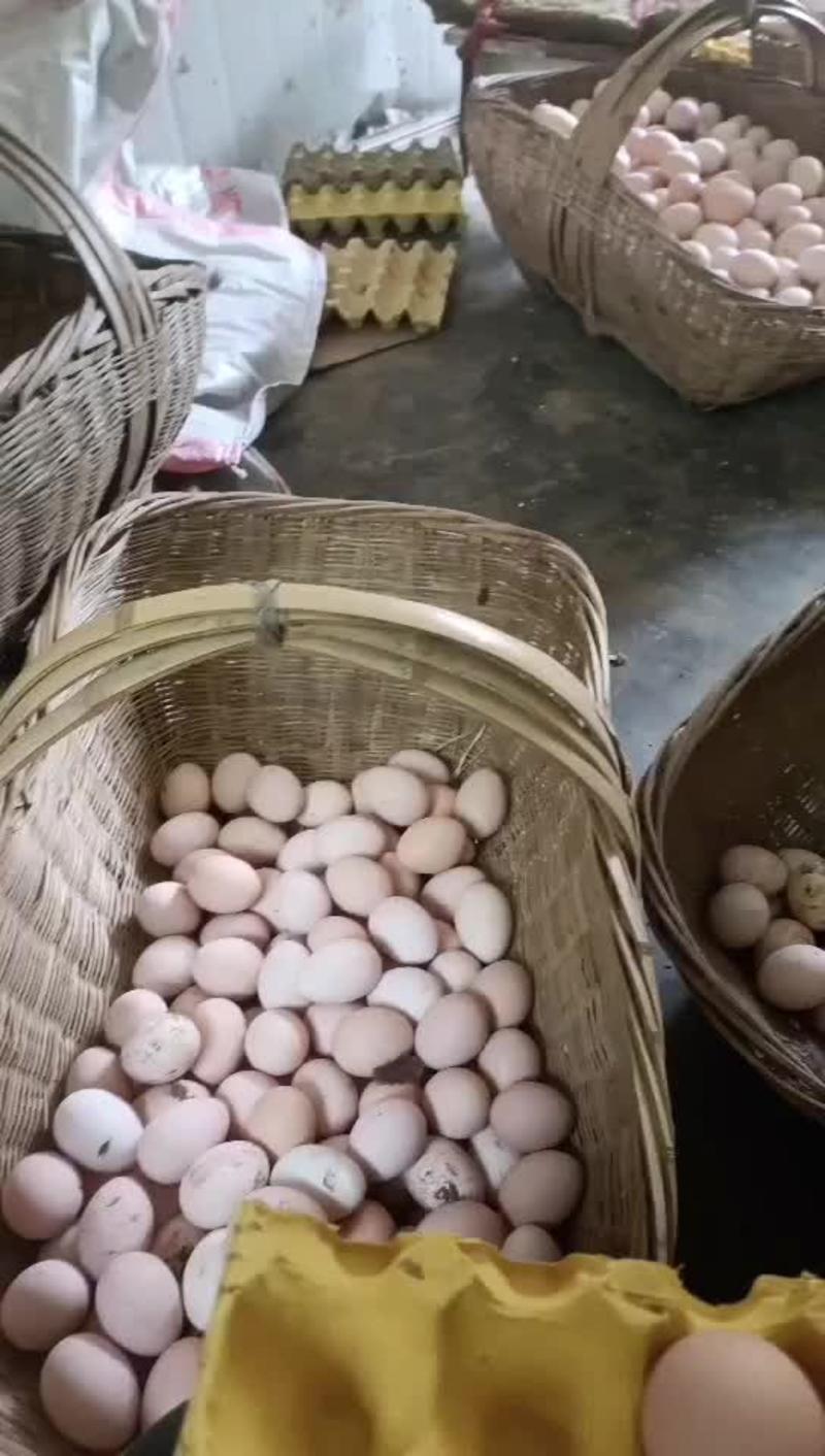 【顺风包邮】精品农家土鸡蛋货源充足湖北产区发零售批发