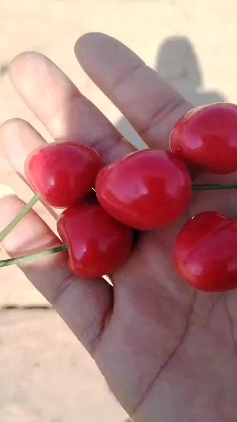陕西大樱桃红灯笼樱桃布鲁樱桃大量有货保质保量个头大口感