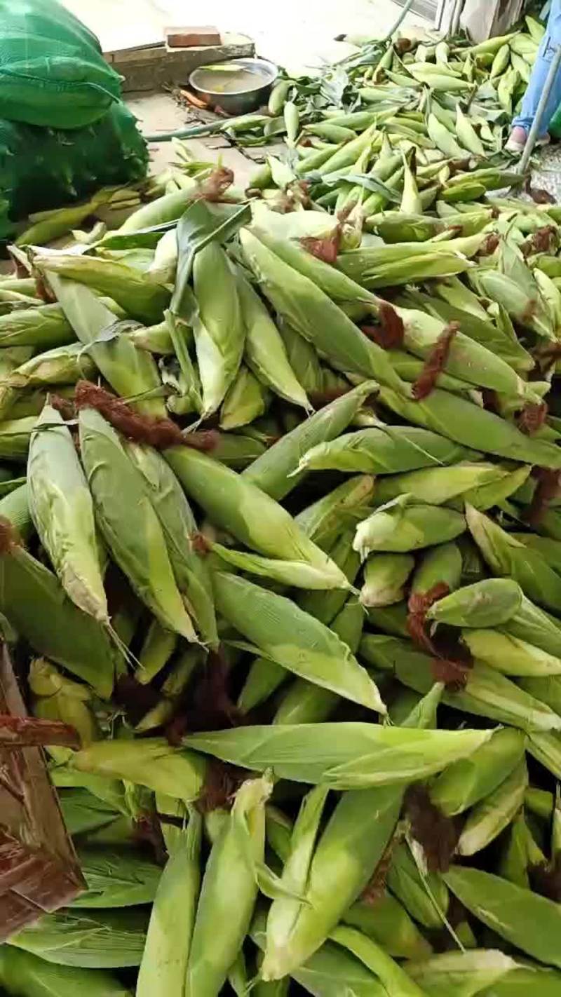 新野玉米大量上市质量好棒子大欢迎全国客商前来采购