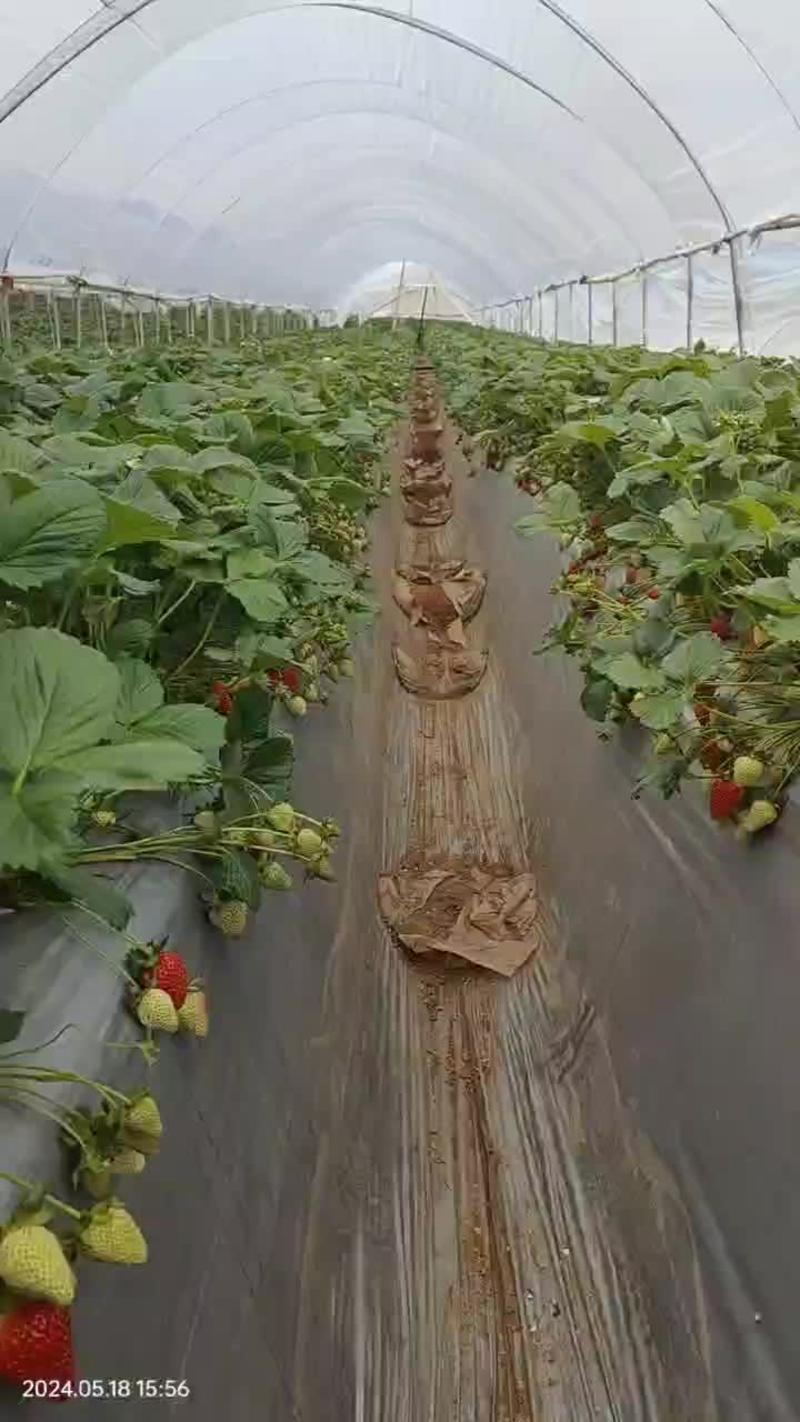 云南草莓蒙特瑞