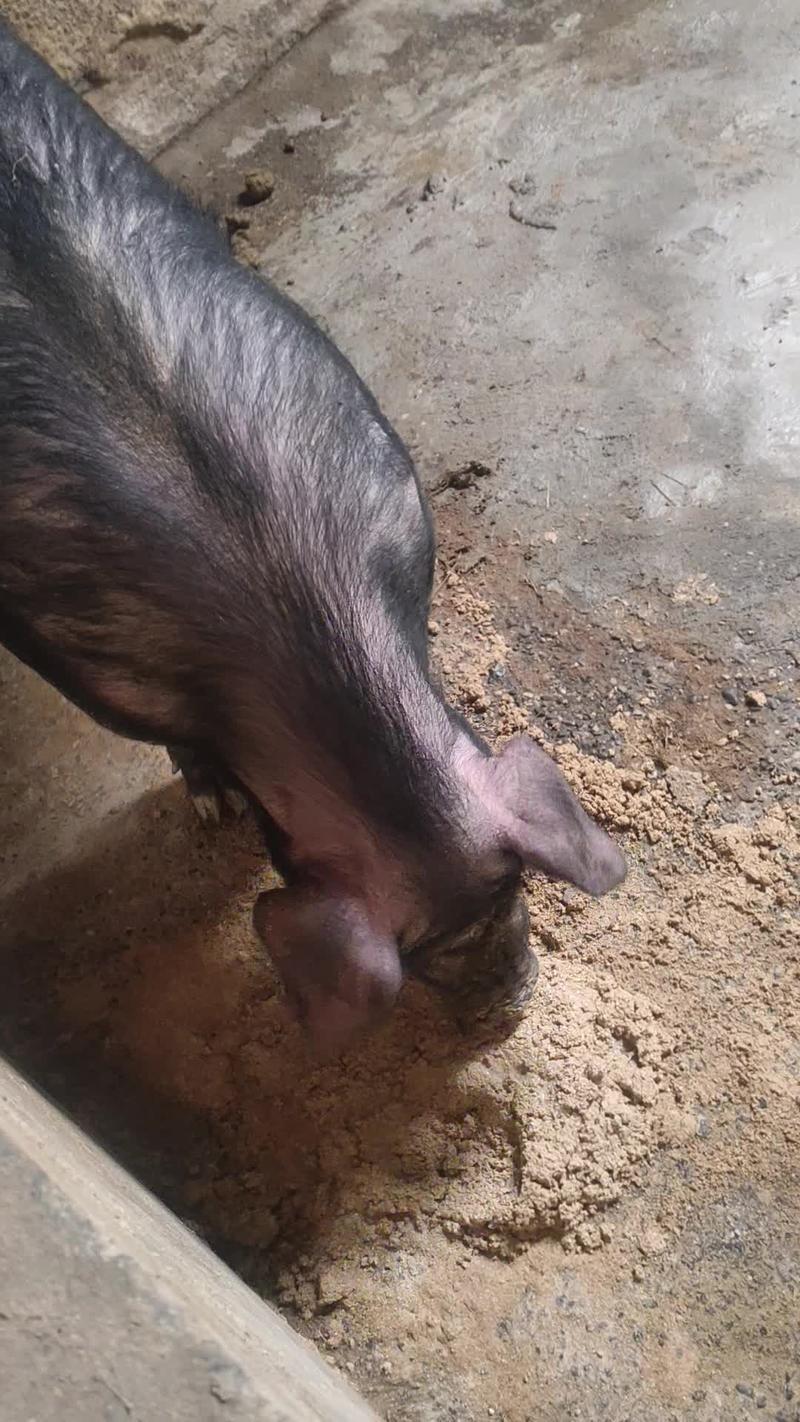 新鲜江苏活猪，当地养殖，优质肉质，直供消费者，快来选购！