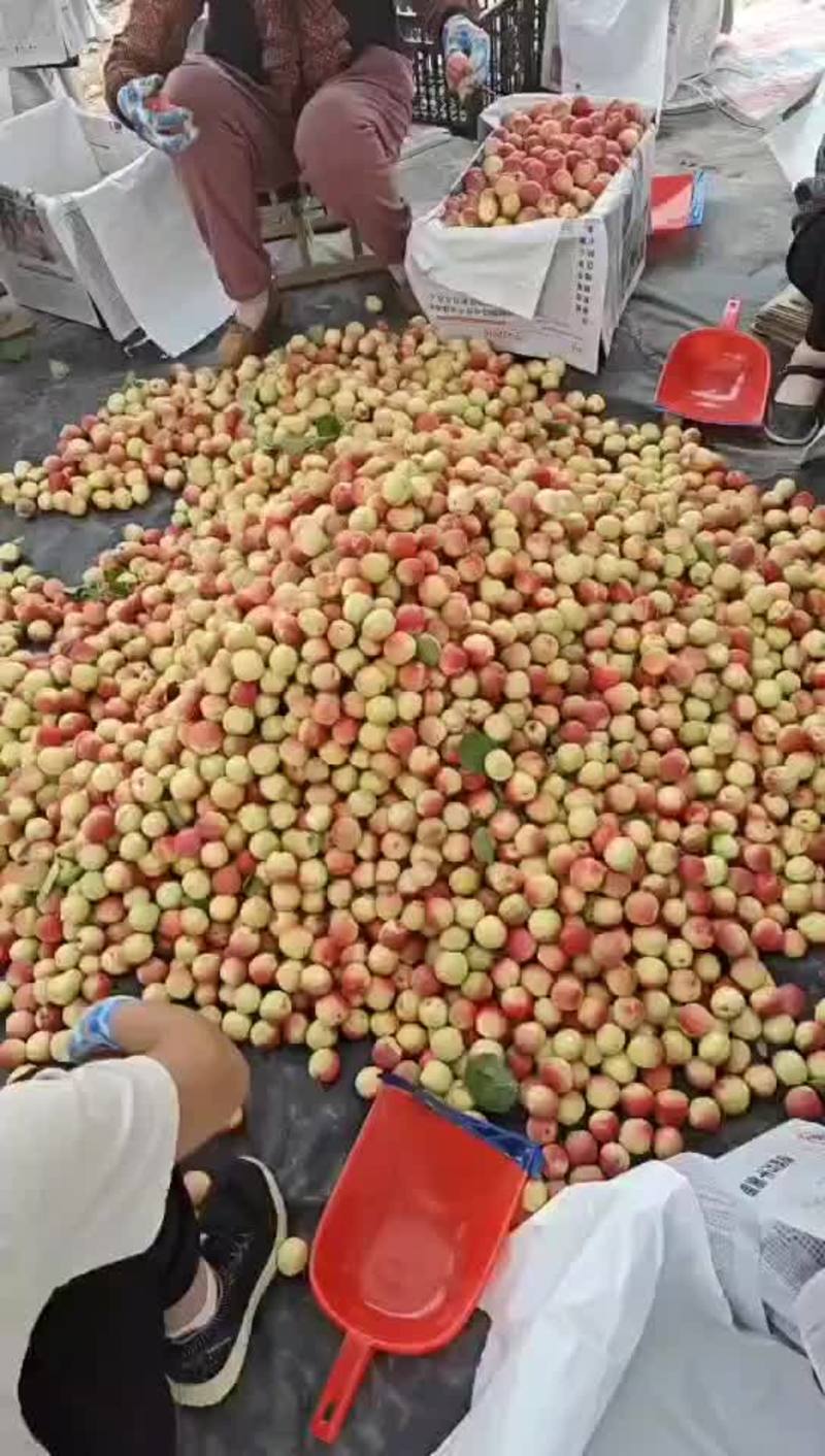 【精品胭脂红杏】农户自种价格便宜批发零售全国发货