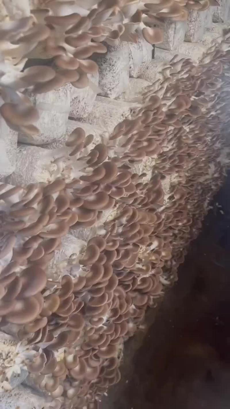 高产抗病袖珍菇菌种。母种原种栽培种，质量好，免费提供技术