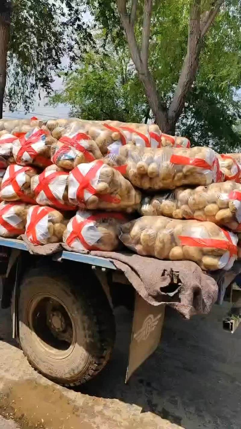 绥中沃土五号土豆大量供应全国客商欢迎采购