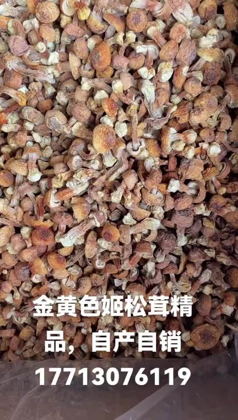 2024邯郸姬松茸，新货上市自然香味，包邮